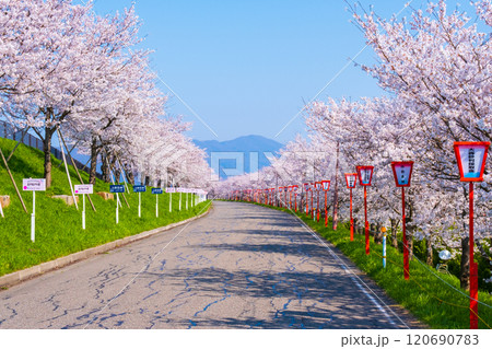 大河津分水桜並木 大河津分水桜並木 120690783