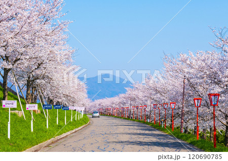 大河津分水桜並木 120690785