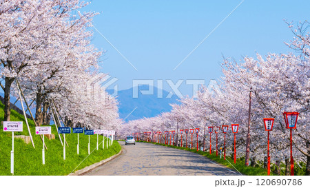 大河津分水桜並木 120690786