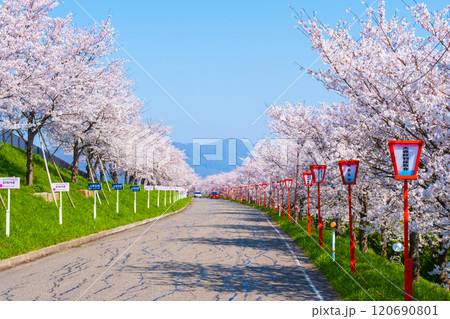 大河津分水桜並木 大河津分水桜並木 120690801