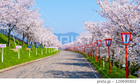 大河津分水桜並木 120690802