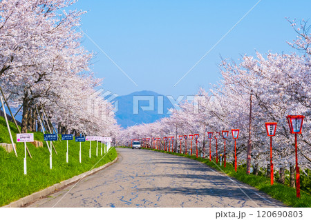 大河津分水桜並木 大河津分水桜並木 120690803