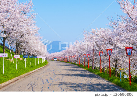 大河津分水桜並木 120690806