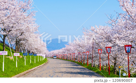 大河津分水桜並木 120690807