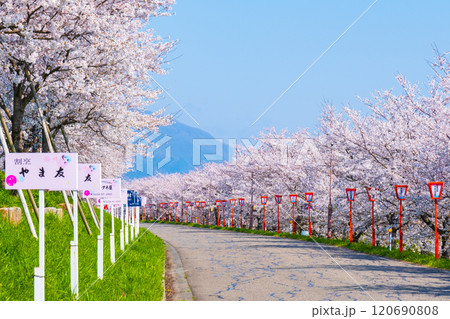 大河津分水桜並木 大河津分水桜並木 120690808