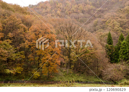 小雪の頃　雨に濡れる里山　紅葉 120690829