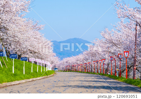 大河津分水桜並木 大河津分水桜並木 120691051