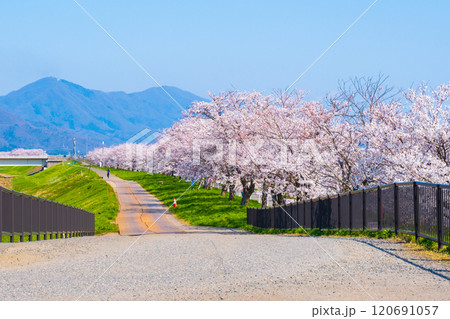 大河津分水桜並木 120691057