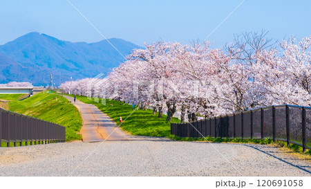 大河津分水桜並木 120691058
