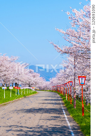 大河津分水桜並木 大河津分水桜並木 120691090