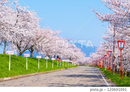 大河津分水桜並木 大河津分水桜並木 120691091