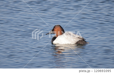 オオホシハジロのオス オオホシハジロのオス 120691095