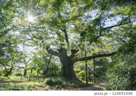 群馬 金山の大ケヤキ(太田市) 群馬 金山の大ケヤキ(太田市) 120691096