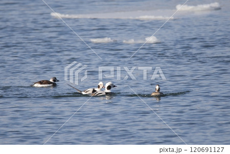 流氷の海に群れるコオリガモ 120691127