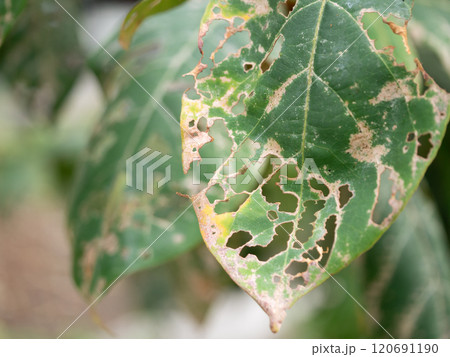 Nature's resilience close-up of damaged leaves urban environment photography greenery macro perspective environmental impact Nature's resilience close-up of damaged leaves urban environment photography greenery macro perspective environmental impact 120691190