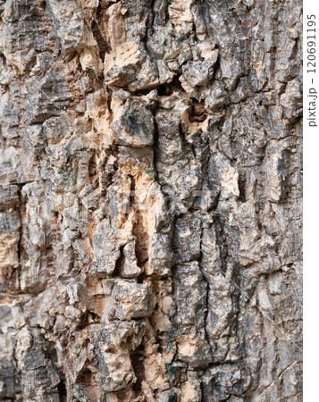 Exploring the intricate texture of tree bark natural environment close-up photography forest detailed view nature's artistry 120691195