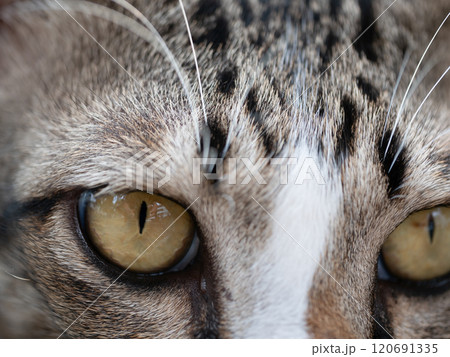 Close-up action of a cat's gaze domestic setting animal photography home environment intimate viewpoint feline curiosity Close-up action of a cat's gaze domestic setting animal photography home environment intimate viewpoint feline curiosity 120691335