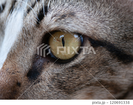Close-up of a cat's eye natural setting wildlife photography intimate perspective feline beauty Close-up of a cat's eye natural setting wildlife photography intimate perspective feline beauty 120691338
