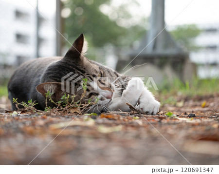 Playful cat basking in nature's embrace urban park wildlife photography outdoor setting close-up perspective serenity 120691347