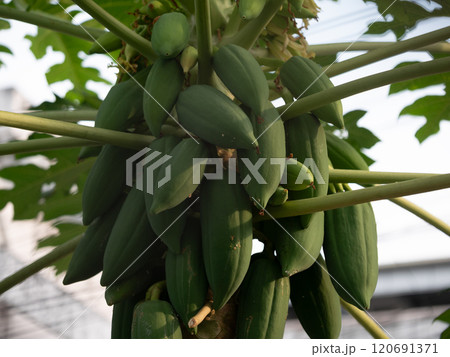 Harvesting green papaya tropical garden botanical photography outdoor setting close-up view nature's bounty Harvesting green papaya tropical garden botanical photography outdoor setting close-up view nature's bounty 120691371