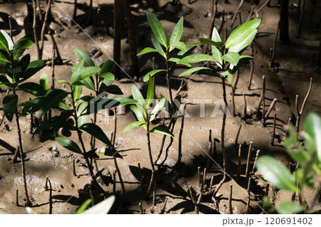 New mangrove growth coastal wetlands nature photography sun-dappled environment close-up view ecosystem restoration New mangrove growth coastal wetlands nature photography sun-dappled environment close-up view ecosystem restoration 120691402