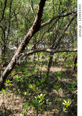 Exploring the tranquil mangrove forest coastal area nature photography lush environment ground perspective biodiversity awareness Exploring the tranquil mangrove forest coastal area nature photography lush environment ground perspective biodiversity awareness 120691405