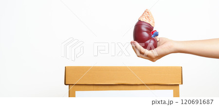 Organ Donation, Charity, Volunteer, Giving Concept. hand holding Anatomical human kidney Adrenal gland model into donate box for support disease of Urinary system and Stones, Cancer, world kidney day 120691687