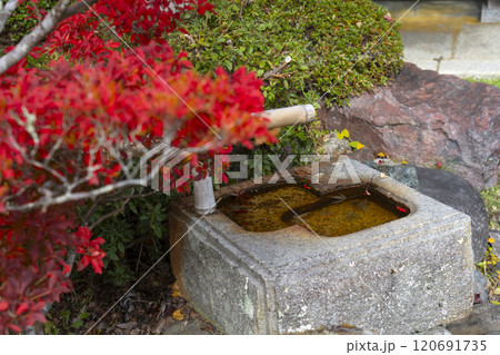 高野山宿坊　紅葉に包まれた常喜院 120691735
