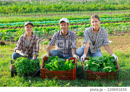 Portrait of three farmers - man and two women with boxes of chard and arugula harvest in their hands in farmer field 120691830