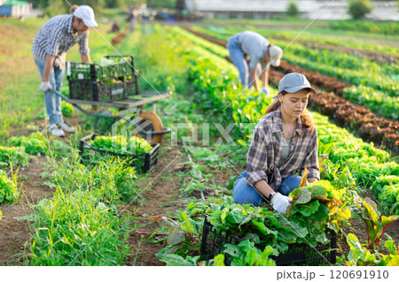 Woman collects crop of chard along with other workers on field 120691910