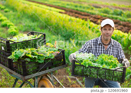 Man works on garden bed cuts bunches of garden cress salad and puts them in box for transportation Man works on garden bed cuts bunches of garden cress salad and puts them in box for transportation 120691960