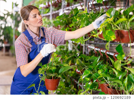 Saleswoman changes arrangement of pots with syngonium green and improves appearance of window. Saleswoman changes arrangement of pots with syngonium green and improves appearance of window. 120692189