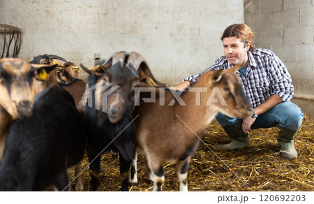 Middle aged male farm worker feeding goats 120692203