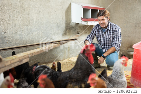 Male worker farm feeding hens in chicken coop 120692212