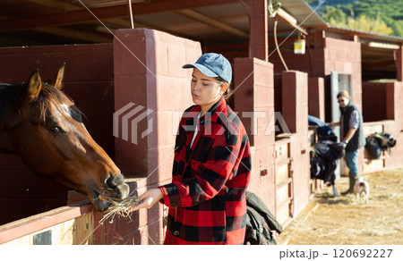 Caring young woman feeding brown horse with hay in stable 120692227