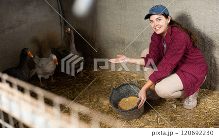 Woman feeding geese in the backyard of village house 120692230