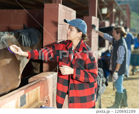 Young woman combing and brushing a horse at the stable on sunny day 120692289