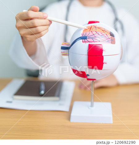 Doctor with human Eye anatomy model with magnifying glass. Eye disease, Refractive Errors, Age Related Macular Degeneration, Cataract, Diabetic Retinopathy, Glaucoma, Amblyopia, Strabismus and Health 120692290