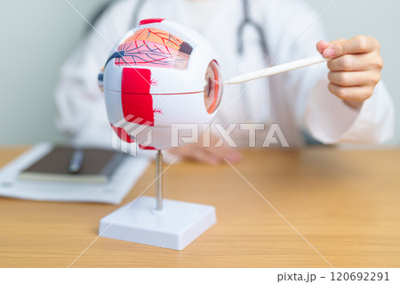 Doctor with human Eye anatomy model with magnifying glass. Eye disease, Refractive Errors, Age Related Macular Degeneration, Cataract, Diabetic Retinopathy, Glaucoma, Amblyopia, Strabismus and Health Doctor with human Eye anatomy model with magnifying glass. Eye disease, Refractive Errors, Age Related Macular Degeneration, Cataract, Diabetic Retinopathy, Glaucoma, Amblyopia, Strabismus and Health 120692291