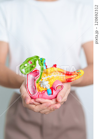 Woman holding human Pancreatitis anatomy model with Pancreas, Gallbladder, Bile Duct, Duodenum, Small intestine. Pancreatic cancer, Acute and Chronic pancreatitis, Digestive system and Health concept Woman holding human Pancreatitis anatomy model with Pancreas, Gallbladder, Bile Duct, Duodenum, Small intestine. Pancreatic cancer, Acute and Chronic pancreatitis, Digestive system and Health concept 120692312