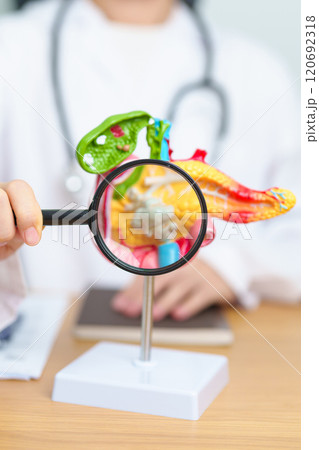 Doctor with human Pancreatitis anatomy model with Pancreas, Gallbladder, Bile Duct, Duodenum, Small intestine and magnifying glass. Pancreatic cancer, acute pancreatitis and Digestive system 120692318