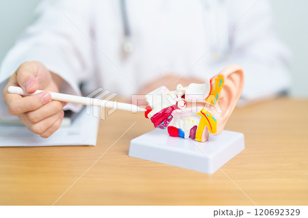 Doctor with human Ear anatomy model. Ear disease, Atresia, Otitis Media, Pertorated Eardrum, Meniere syndrome, otolaryngologist, Ageing Hearing Loss, Schwannoma and Health Doctor with human Ear anatomy model. Ear disease, Atresia, Otitis Media, Pertorated Eardrum, Meniere syndrome, otolaryngologist, Ageing Hearing Loss, Schwannoma and Health 120692329
