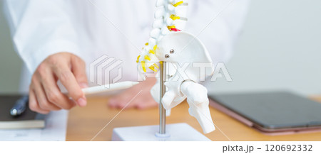 Doctor with human Spine anatomy model. Spinal Cord Disorder and disease, Back pain, Lumbar, Sacral pelvis, Cervical neck, Thoracic, Coccyx, Orthopedist, chiropractic, Office Syndrome and health Doctor with human Spine anatomy model. Spinal Cord Disorder and disease, Back pain, Lumbar, Sacral pelvis, Cervical neck, Thoracic, Coccyx, Orthopedist, chiropractic, Office Syndrome and health 120692332