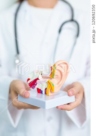 Doctor with human Ear anatomy model. Ear disease, Atresia, Otitis Media, Pertorated Eardrum, Meniere syndrome, otolaryngologist, Ageing Hearing Loss, Schwannoma and Health 120692350