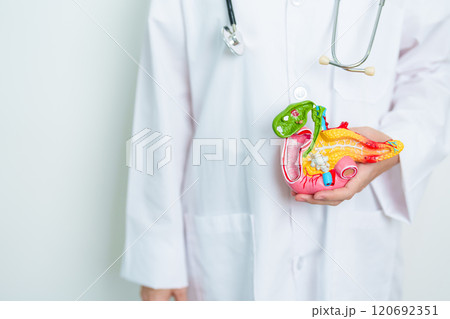Doctor with human Pancreatitis anatomy model with Pancreas, Gallbladder, Bile Duct, Duodenum, Small intestine. Pancreatic cancer, Acute and Chronic pancreatitis,  Digestive system and Health concept 120692351