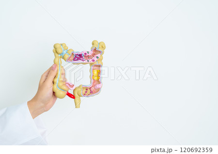 Doctor with human Colon anatomy model. Colonic disease, Large Intestine, Colorectal cancer, Ulcerative colitis, Diverticulitis, Irritable bowel syndrome, Digestive system and Health concept Doctor with human Colon anatomy model. Colonic disease, Large Intestine, Colorectal cancer, Ulcerative colitis, Diverticulitis, Irritable bowel syndrome, Digestive system and Health concept 120692359