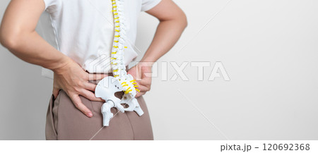 woman with human Spine anatomy model. Spinal Cord Disorder and disease, Back pain, Lumbar, Sacral pelvis, Cervical neck, Thoracic, Coccyx, Orthopedist, chiropractic, Office Syndrome and health 120692368