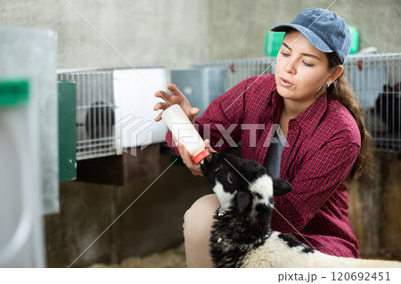 Young female farmer feeding baby sheep 120692451