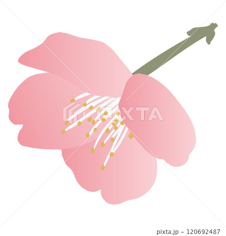 梅の花のベクターイラスト 120692487