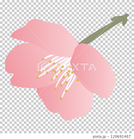 梅の花のベクターイラスト 120692487